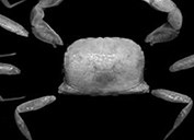 crab