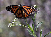 Monarch butterflies now have two new way stations in Arizona on company sites.
