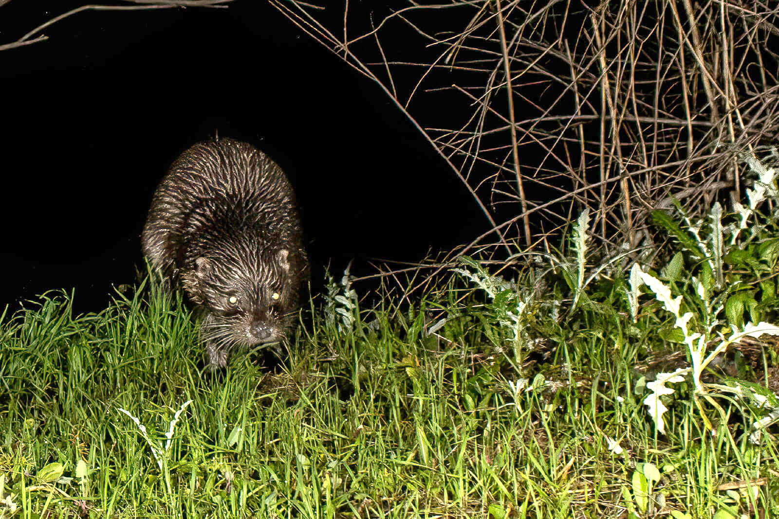 New research indicates otters are thriving near the company’s Atlantic Copper operation in Spain.