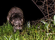 New research indicates otters are thriving near the company’s Atlantic Copper operation in Spain.