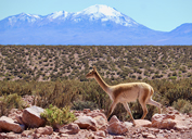 This vicuña was one of two employee-submitted photos that will be featured in the WHC’s 2023 Weekly Engagement Calendar,