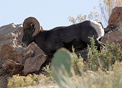 A Rocky Mountain bighorn sheep makes its way along a ridge near the Morenci mine. The company has long partnered with the Arizona Game and Fish Department to protect the animals. 