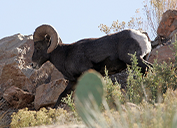 A Rocky Mountain bighorn sheep makes its way along a ridge near the Morenci mine. The company has long partnered with the Arizona Game and Fish Department to protect the animals.