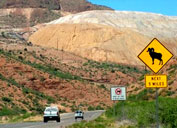 Signage warns travelers on Highway 191 of the presence of the sheep. 