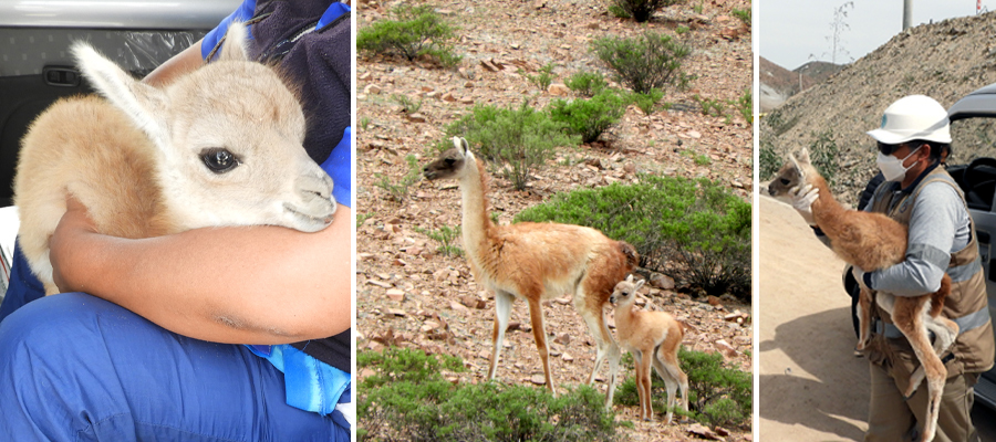 A family found this baby guanaco wondering alone on a highway; A female guanaco near Cerro Verde allowed a chulengo or baby guanaco to integrate into the herd after being found wandering a nearby highway; An on-site veterinarian contracted to work at Cerro Verde prepares to release a guanaco calf after it was given first aid and a medical examination shortly after being found wandering a local highway.