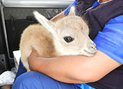 A family found this baby guanaco wondering alone on a highway.