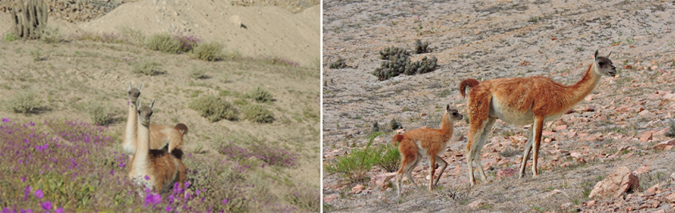 Cerro Verde, a Freeport-McMoRan Company, Lauded for Commitment to Guanaco Conservation.