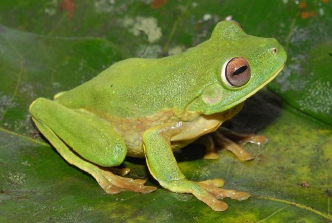 Freeport-McMoRan Helps Discover a New Frog Species in Papua