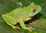 Freeport-McMoRan Helps Discover a New Frog Species in Papua